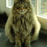 chat norvégien